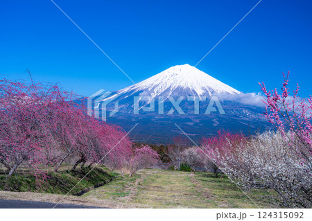 【富士山素材】静岡県富士宮市から見る富士山と梅の花【静岡県】 124315092
