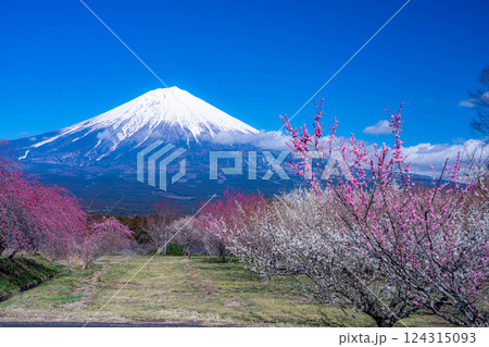 【富士山素材】静岡県富士宮市から見る富士山と梅の花【静岡県】 124315093