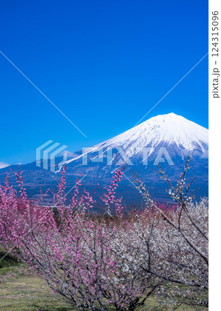 【富士山素材】静岡県富士宮市から見る富士山と梅の花【静岡県】 124315096
