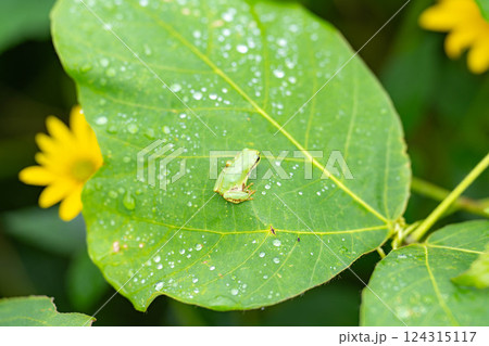 【梅雨素材】葉っぱに乗っかるアマガエル【長野県】 124315117