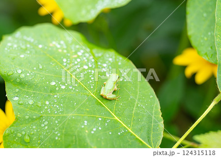 【梅雨素材】葉っぱに乗っかるアマガエル【長野県】 124315118