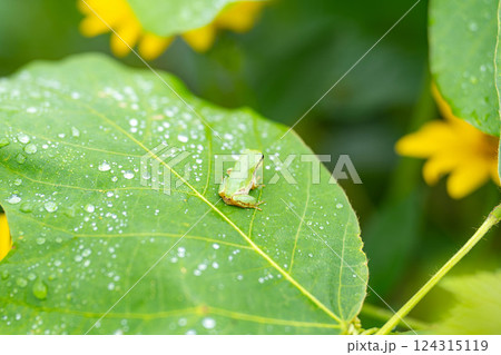 【梅雨素材】葉っぱに乗っかるアマガエル【長野県】 124315119