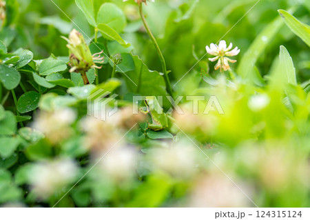 【梅雨素材】葉っぱに乗っかるアマガエル【長野県】 【梅雨素材】葉っぱに乗っかるアマガエル【長野県】 124315124