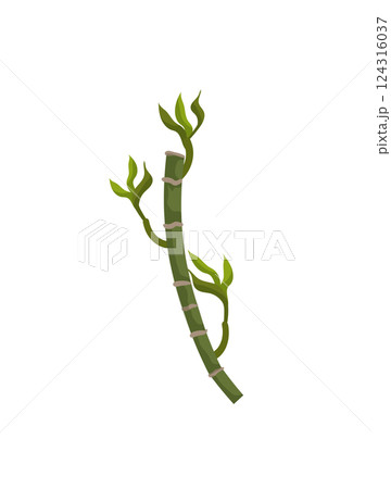 Bamboo Plant 124316037