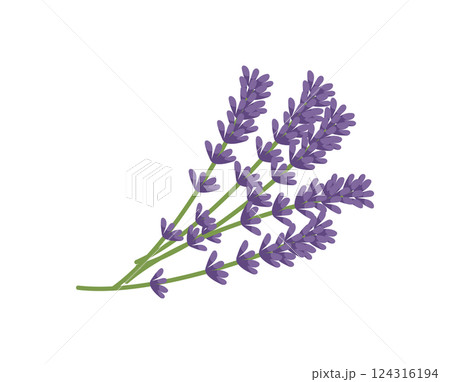 Lavender Flower Bunch 124316194