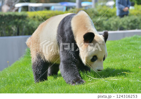 お散歩中の永明 124316253
