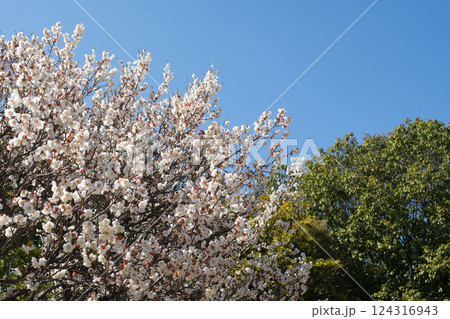 荒山公園梅林 荒山公園梅林 124316943