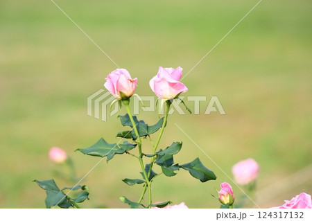 秋バラの花　ピンクフレンチレース 124317132