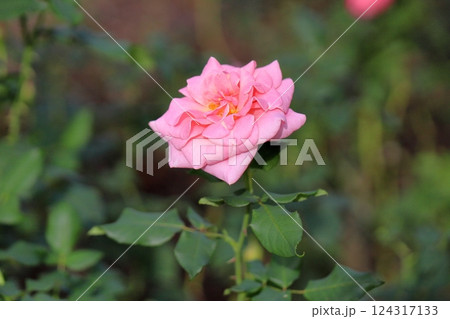 秋バラの花 ピンクフレンチレース 秋バラの花 ピンクフレンチレース 124317133