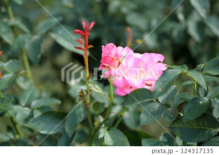 秋バラの花　凛 124317135