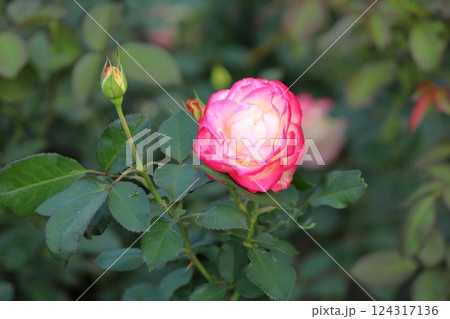 秋バラの花　ジュビレデユプリンスドゥモナコ 124317136