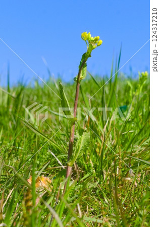 菜の花 124317210