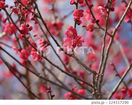 赤い梅の花 124317290