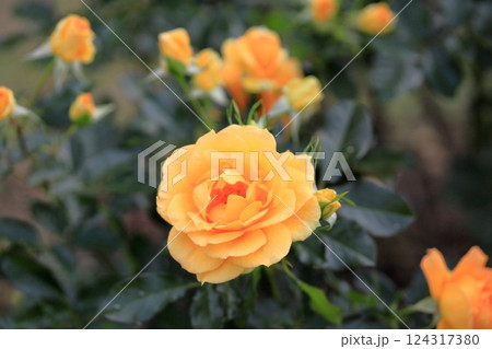 秋バラの花　ユリイカ 124317380