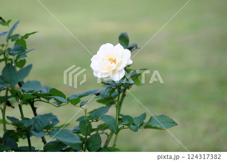 秋バラの花　エーデルワイス 124317382