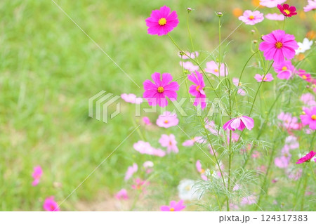 爽やか　コスモスの花 124317383