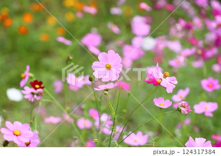 爽やか　コスモスの花 124317384