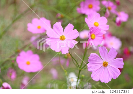 可愛い　コスモスの花 124317385