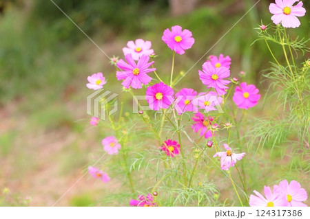 爽やか　コスモスの花 124317386