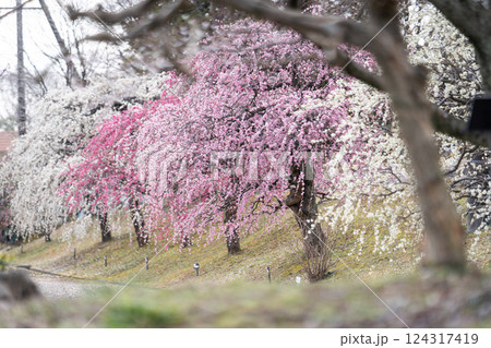 しだれ梅が彩る春の絶景③ 124317419