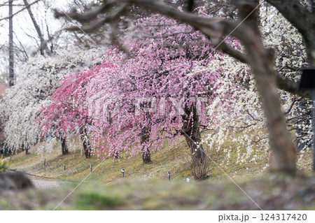 しだれ梅が彩る春の絶景② しだれ梅が彩る春の絶景② 124317420