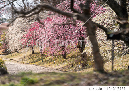 しだれ梅が彩る春の絶景① しだれ梅が彩る春の絶景① 124317421