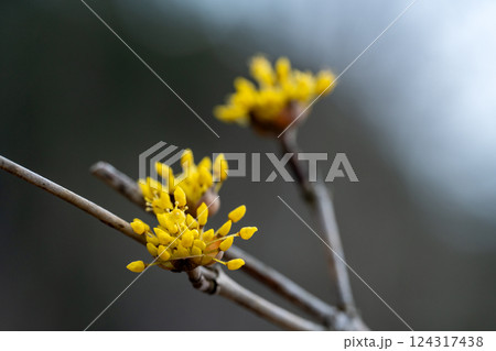 まだ蕾のサンシュコの花のクローズアップ まだ蕾のサンシュコの花のクローズアップ 124317438