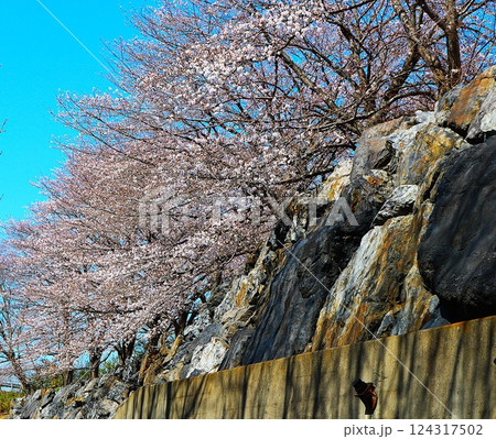 古木から満開に咲く　迫力ある斜面に立つ桜の木 124317502