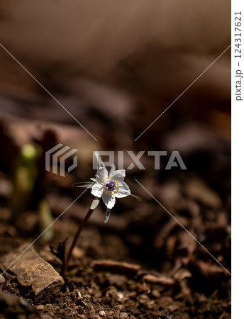 早春の里山に咲く一輪のセツブンソウ 124317621