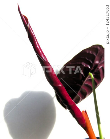 アロカシア　クプレア　新葉 124317653