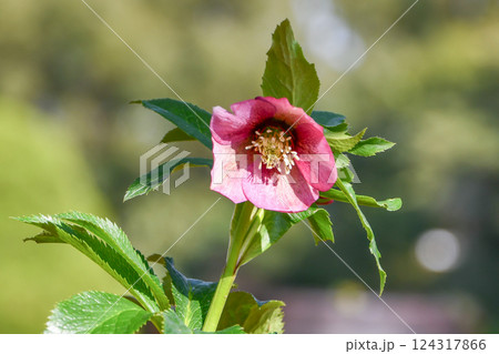 クリスマスローズ Hellebore クリスマスローズ Hellebore 124317866