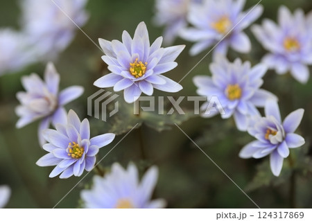 ユキワリイチゲ(スプリングエフェメラル) ユキワリイチゲ(スプリングエフェメラル) 124317869