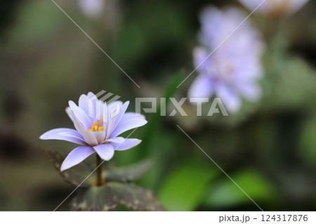 ユキワリイチゲ(スプリングエフェメラル) ユキワリイチゲ(スプリングエフェメラル) 124317876