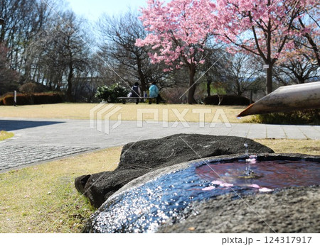 穏やかな桜咲く公園 風情あるつくばい 穏やかな桜咲く公園 風情あるつくばい 124317917