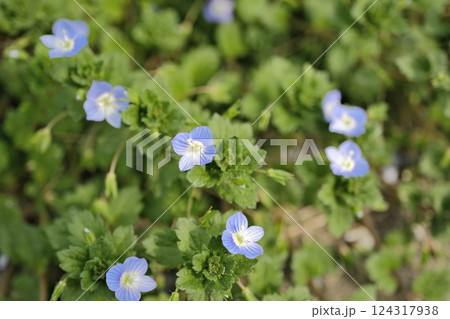 近所の公園に咲いた花 124317938