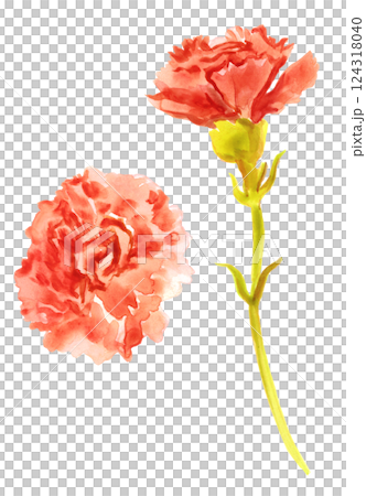 康乃馨水彩畫素材 124318040