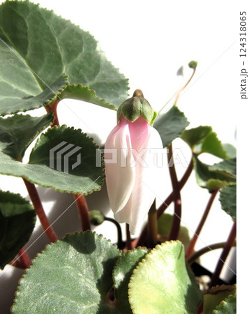 アフロディーナ 124318065