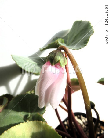 アフロディーナ 124318068