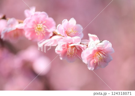 奈良県月ヶ瀬の梅 124318071