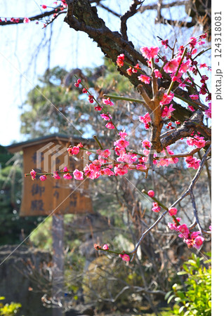 早春の訪れ 紅梅 喜多院境内 早春の訪れ 紅梅 喜多院境内 124318081