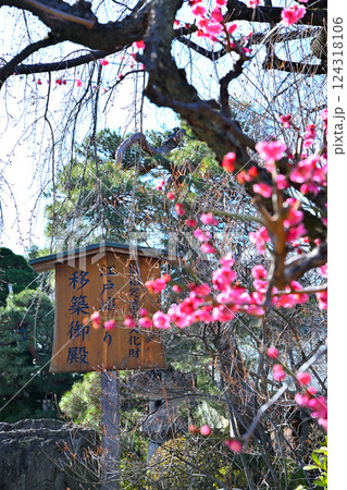 早春の訪れ 紅梅 喜多院境内 早春の訪れ 紅梅 喜多院境内 124318106