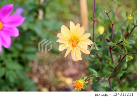 可愛い　ダリアの花 124318211