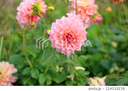 可愛い　ダリアの花 124318216