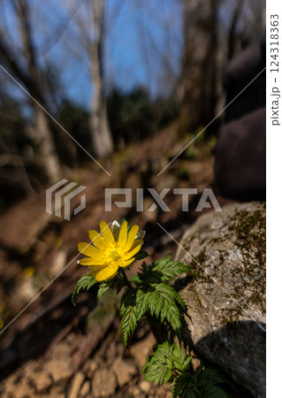 早春の里山に咲くフクジュソウ 124318363