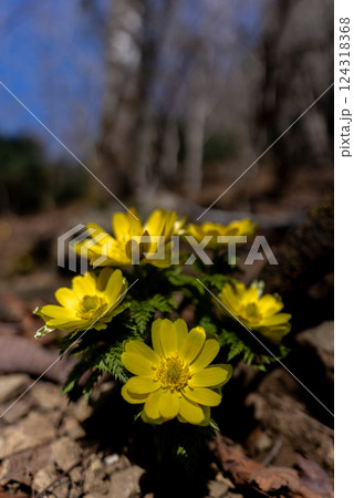 早春の里山に咲くフクジュソウ 124318368