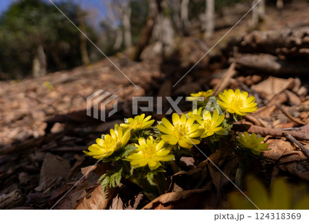 早春の里山に咲くフクジュソウ 124318369