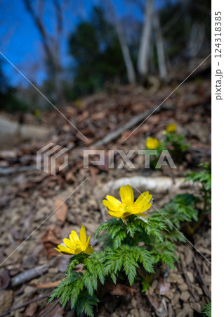 早春の里山に咲くフクジュソウ 早春の里山に咲くフクジュソウ 124318385
