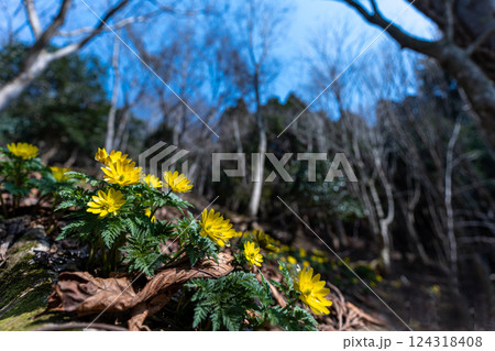早春の里山に咲くフクジュソウ 124318408
