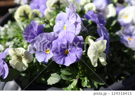 種から育てたパステルカラーのビオラ 種から育てたパステルカラーのビオラ 124318413