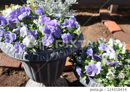 種から育てたパステルカラーのビオラ 種から育てたパステルカラーのビオラ 124318414